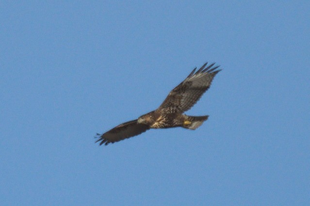 Red-tailed Hawk (Harlan's) - ML278860731