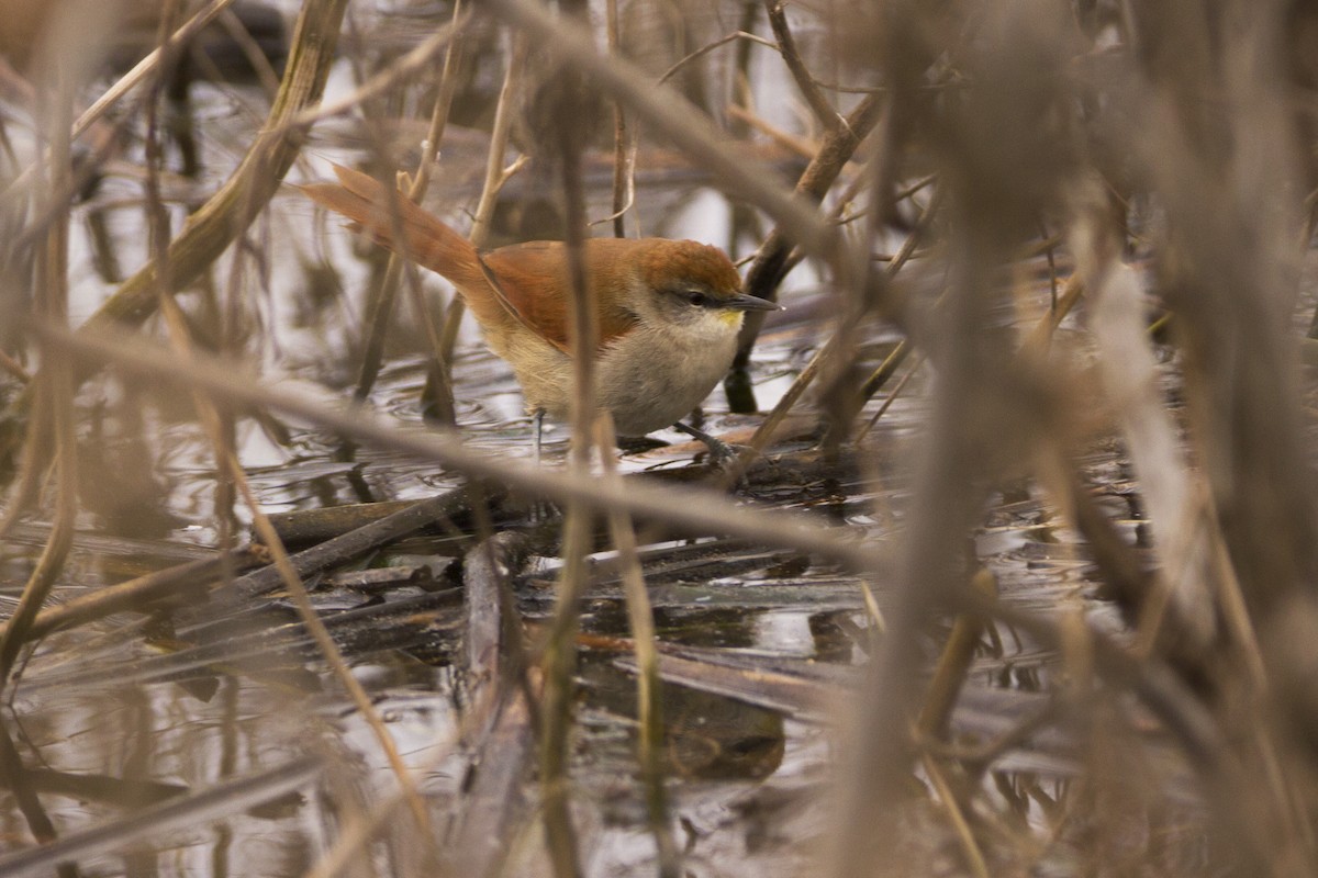 Yellow-chinned Spinetail - ML278861011