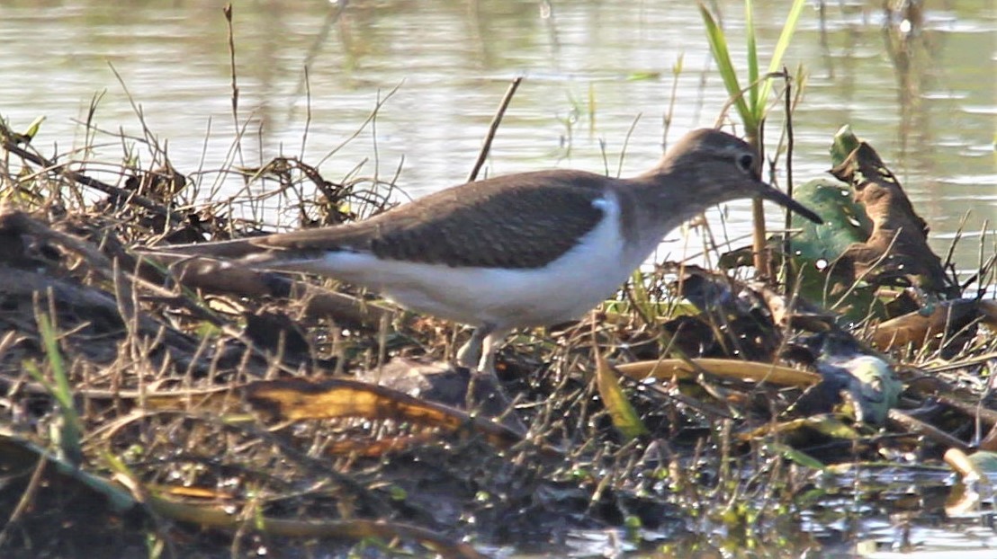 Common Sandpiper - ML278861421