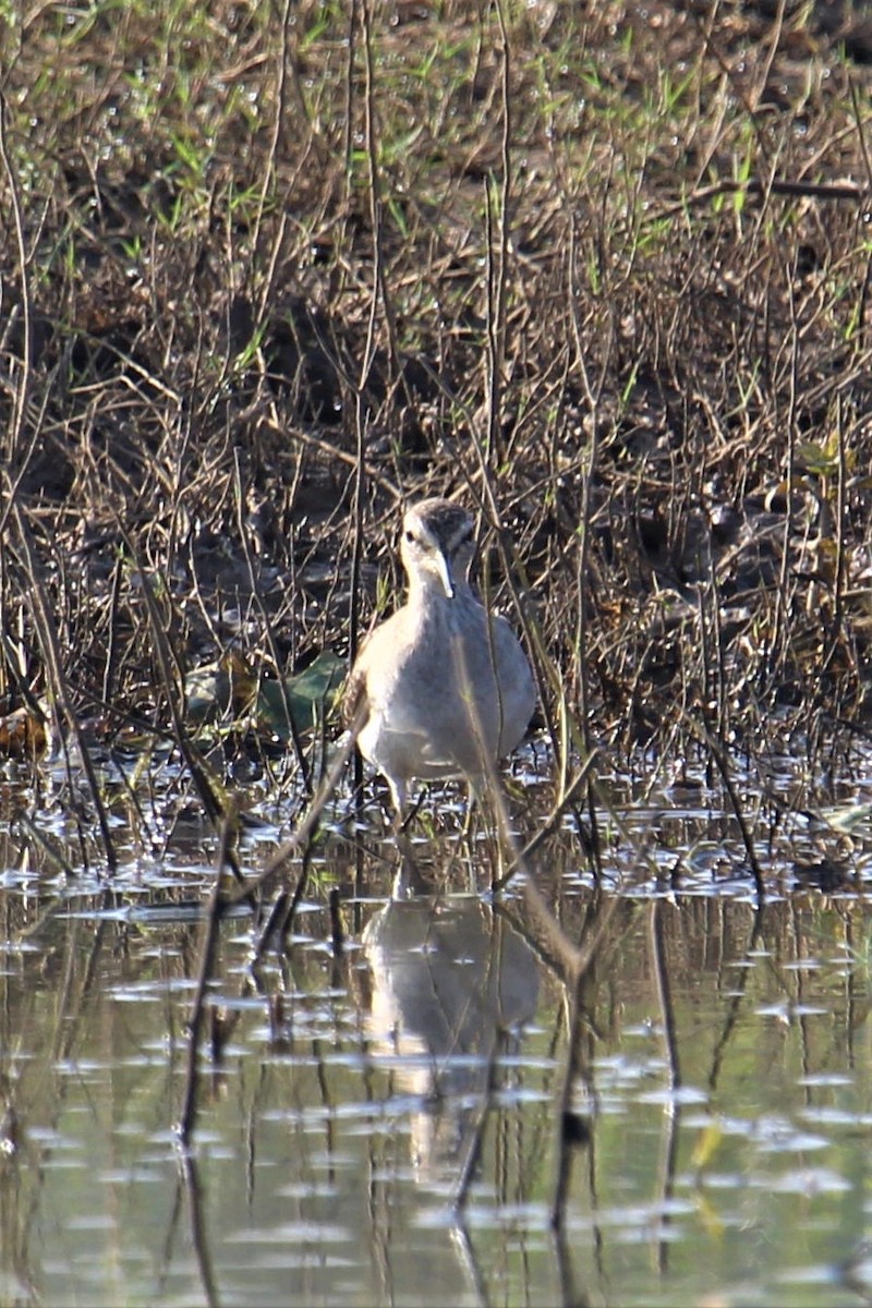 Common Sandpiper - ML278861431