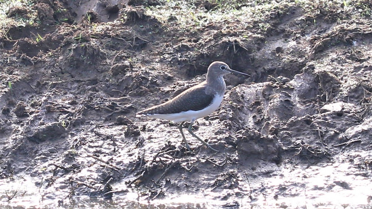 Green Sandpiper - Ajay Sarvagnam