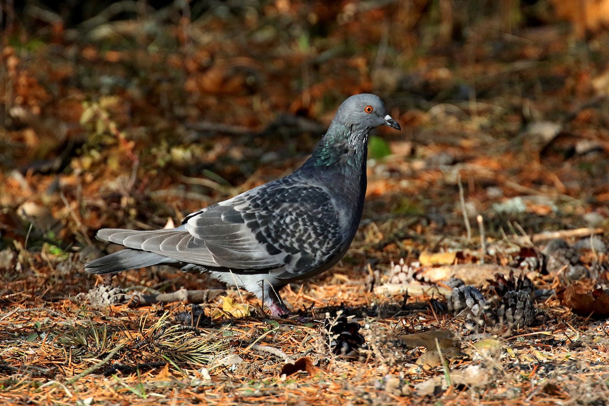 Rock Pigeon (Feral Pigeon) - Laval Roy