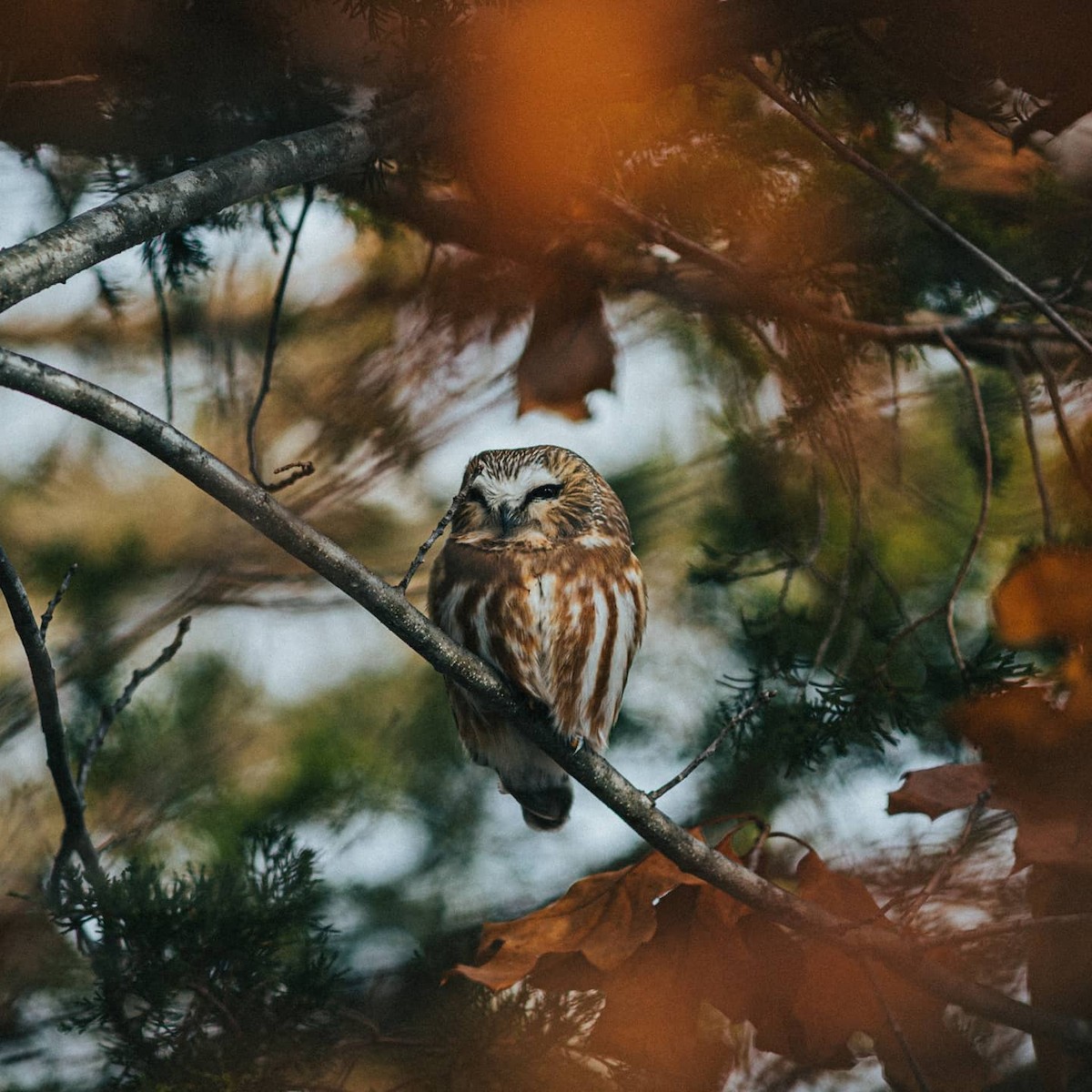 Northern Saw-whet Owl - ML278862961