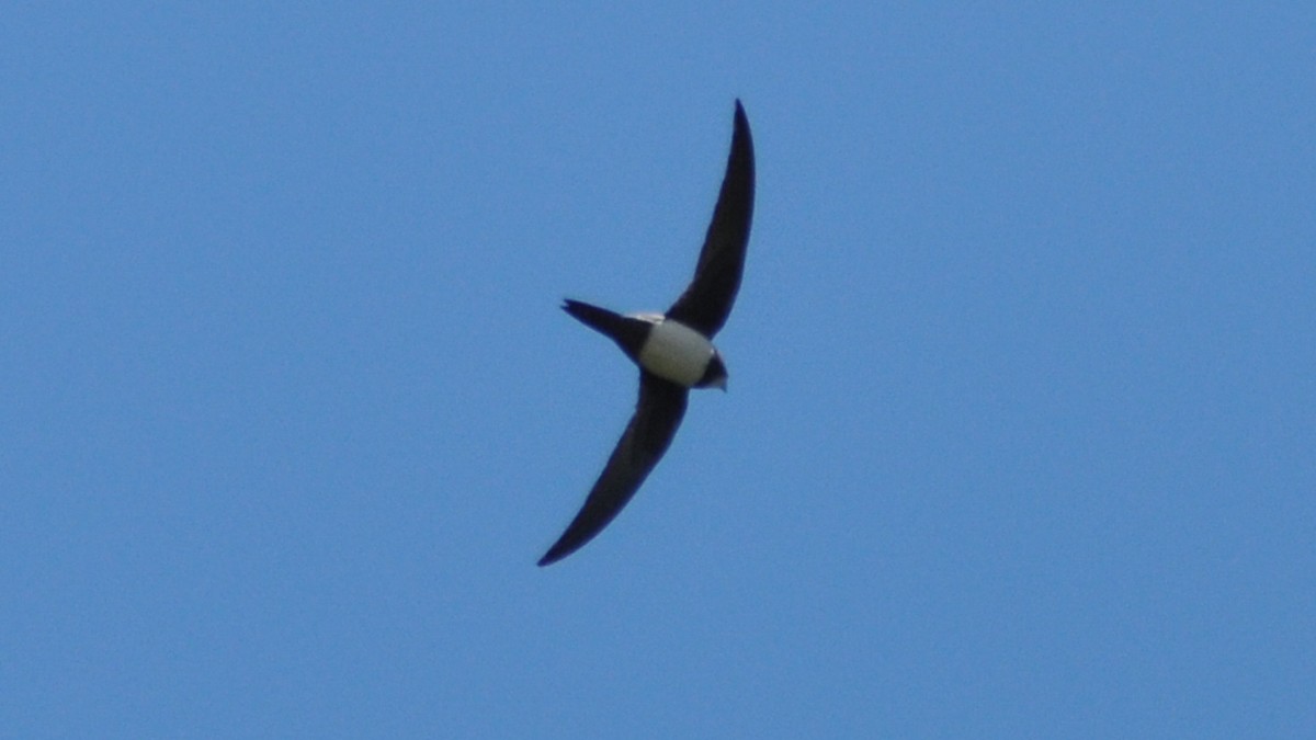 Alpine Swift - ML27886411