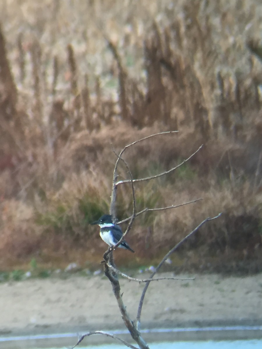 Belted Kingfisher - ML278864541