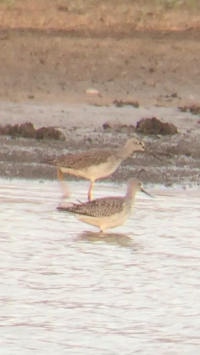 Greater Yellowlegs - ML278864551