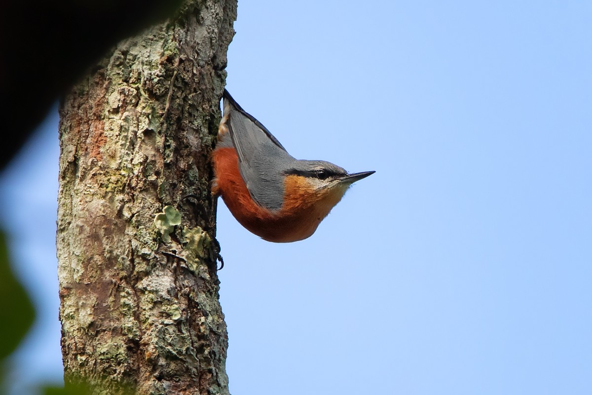 Burmese Nuthatch - ML278864981