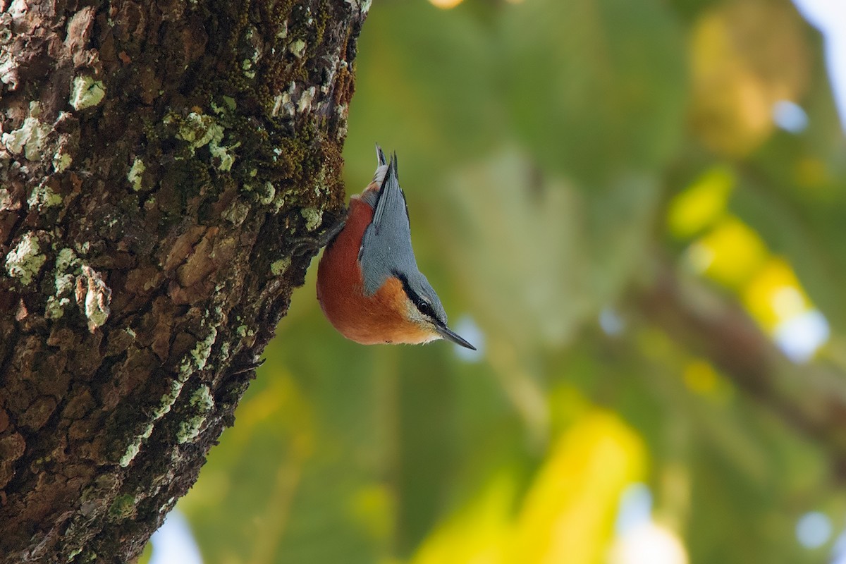 Burmese Nuthatch - ML278864991