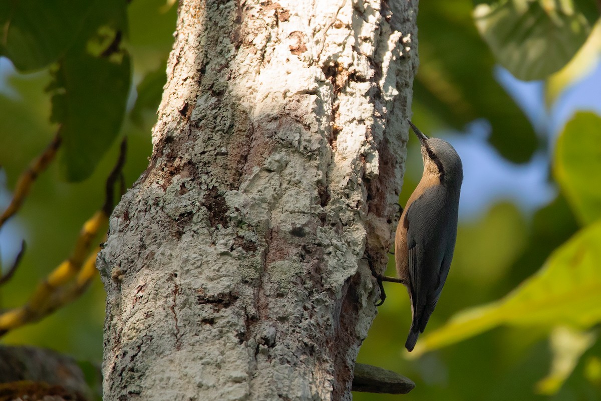 Burmese Nuthatch - Ayuwat Jearwattanakanok