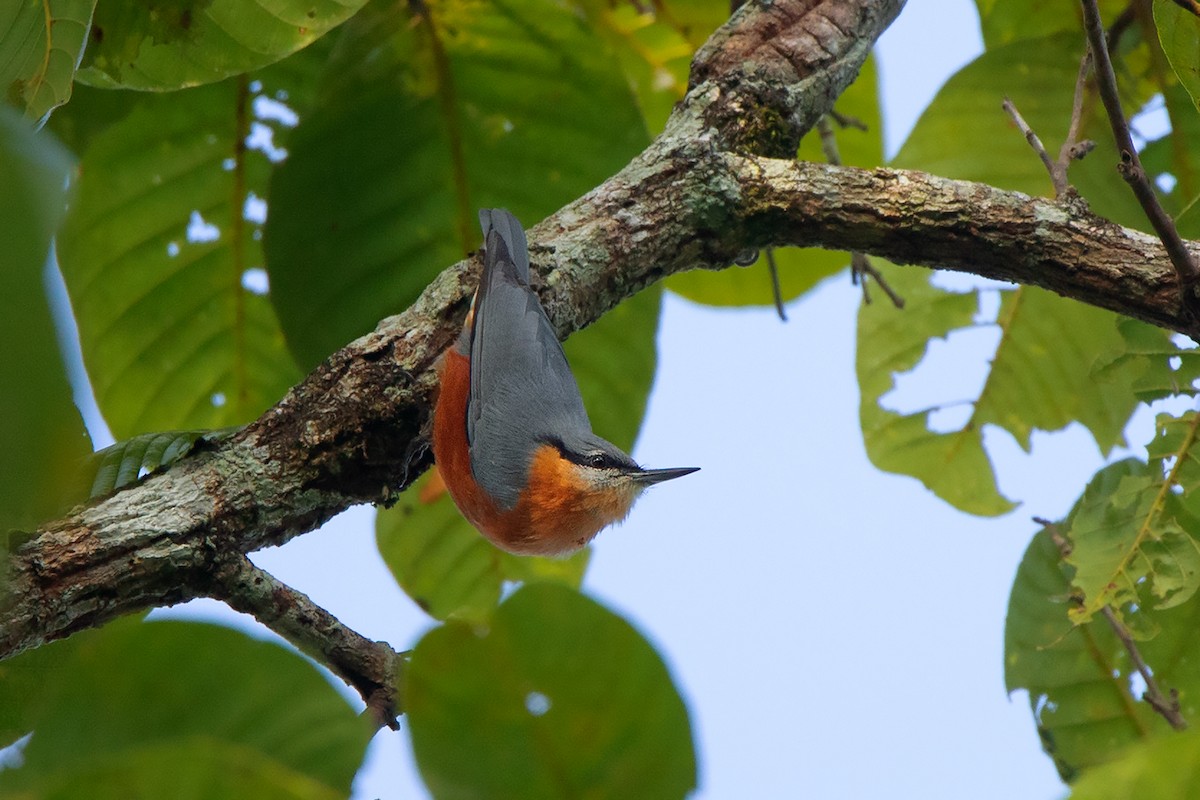 Burmese Nuthatch - ML278865101