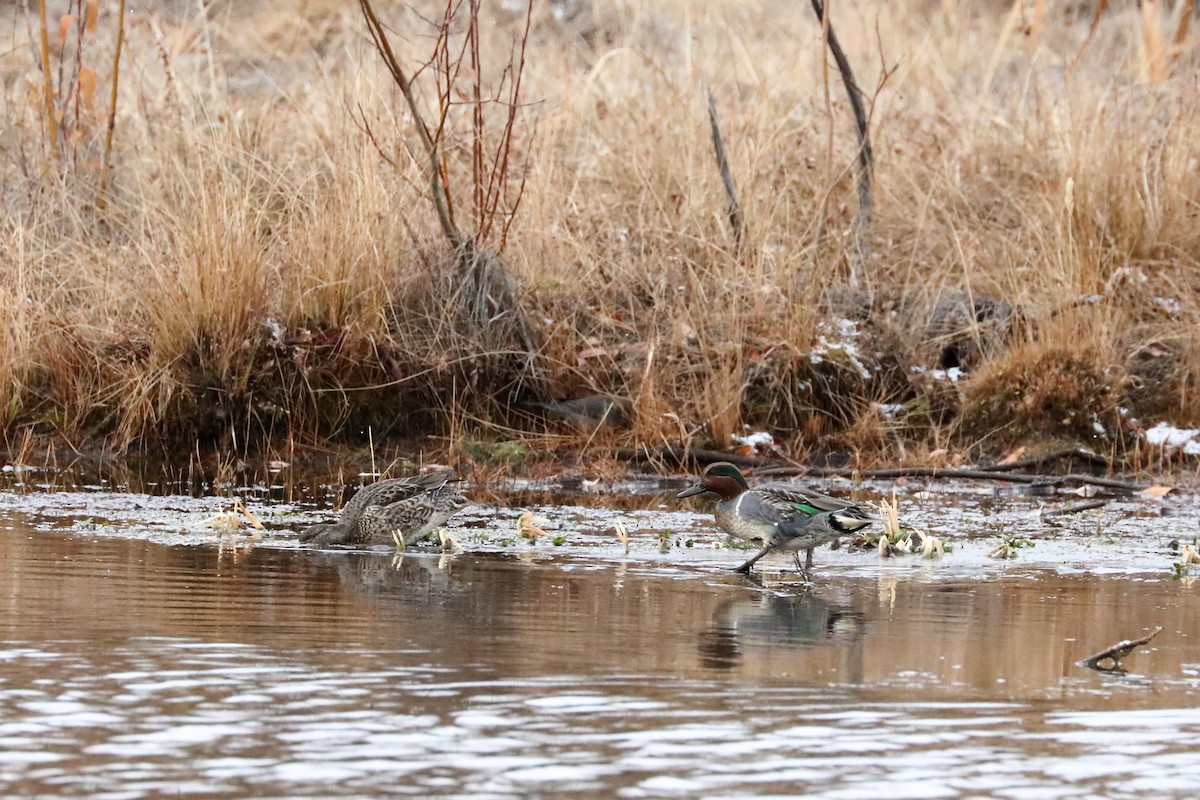 Green-winged Teal - ML278867981