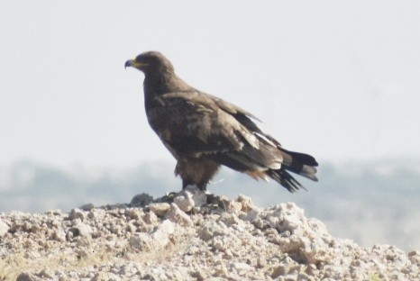 Steppe Eagle - Ivar West