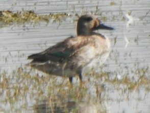 Green-winged Teal - ML278870261