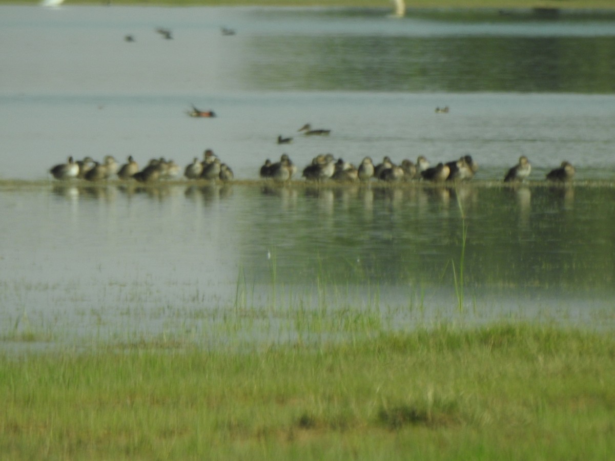 Green-winged Teal - ML278870281