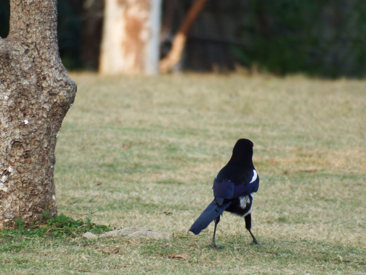 Oriental Magpie - ML278873001