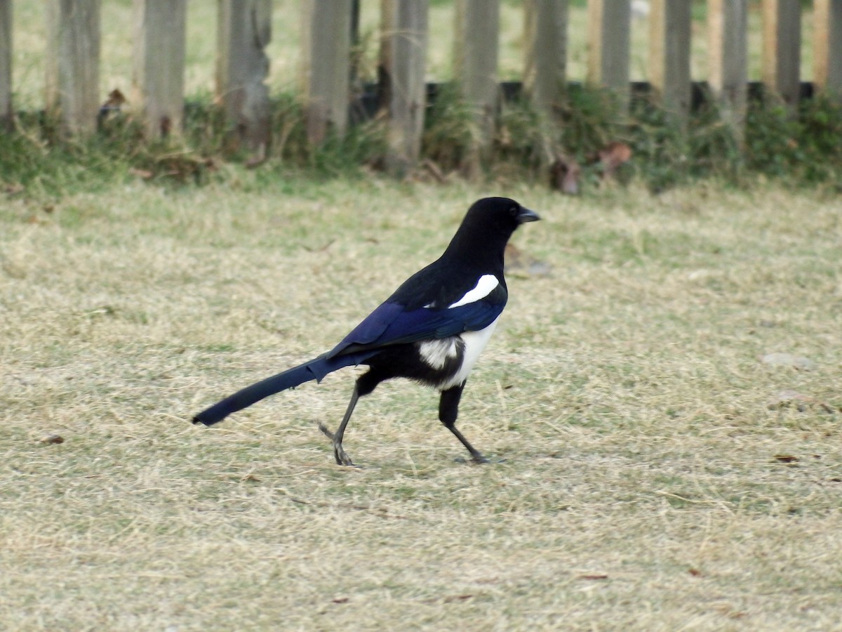 Oriental Magpie - ML278873011