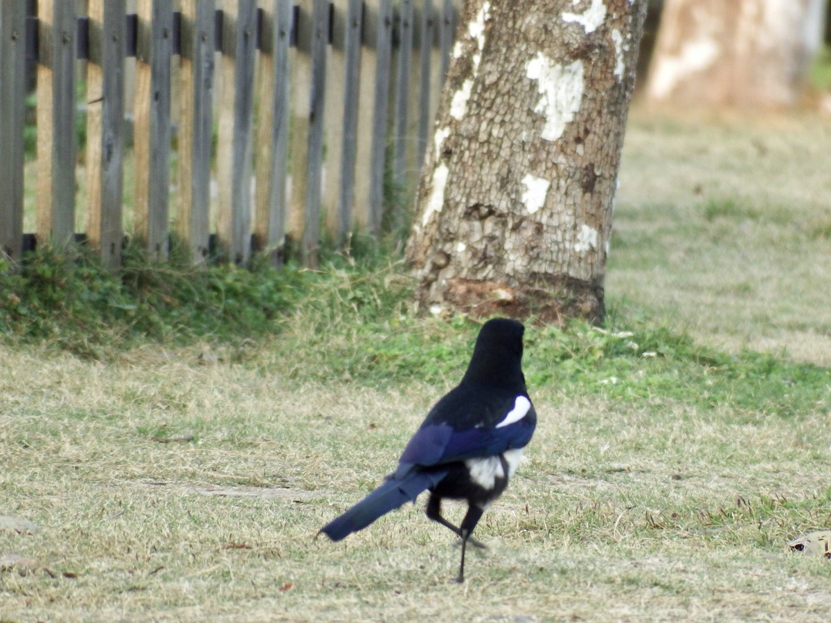 Oriental Magpie - ML278873021