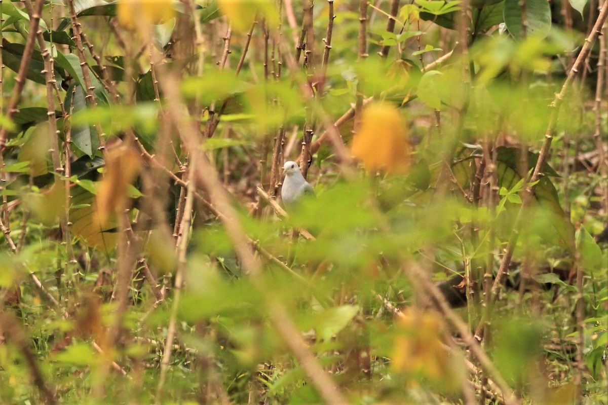 Blue Ground Dove - ML278873551