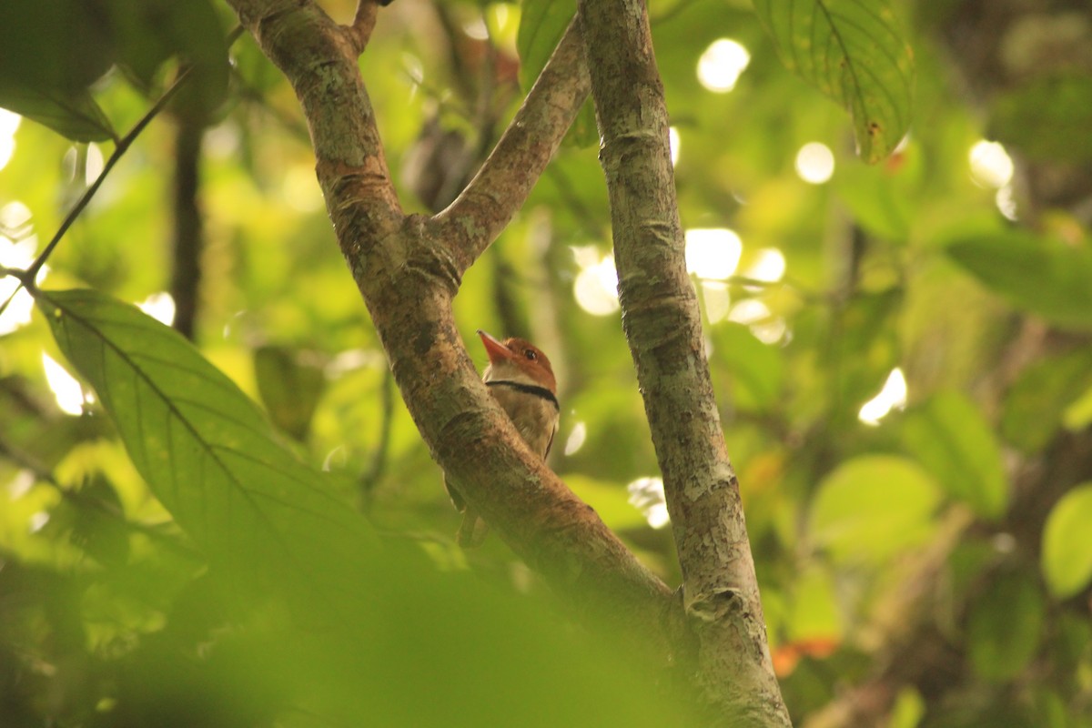 Collared Puffbird - ML278875211