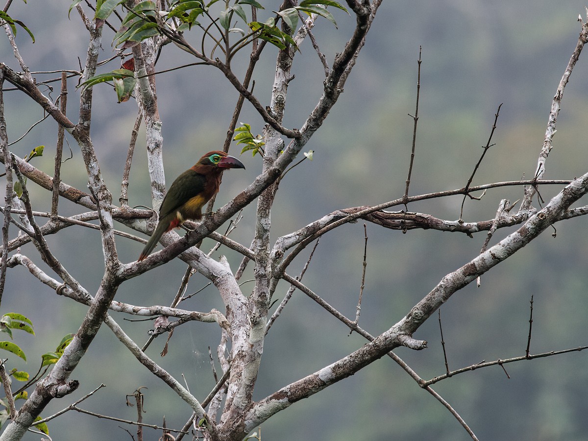 Golden-collared Toucanet (Red-billed) - ML278875431