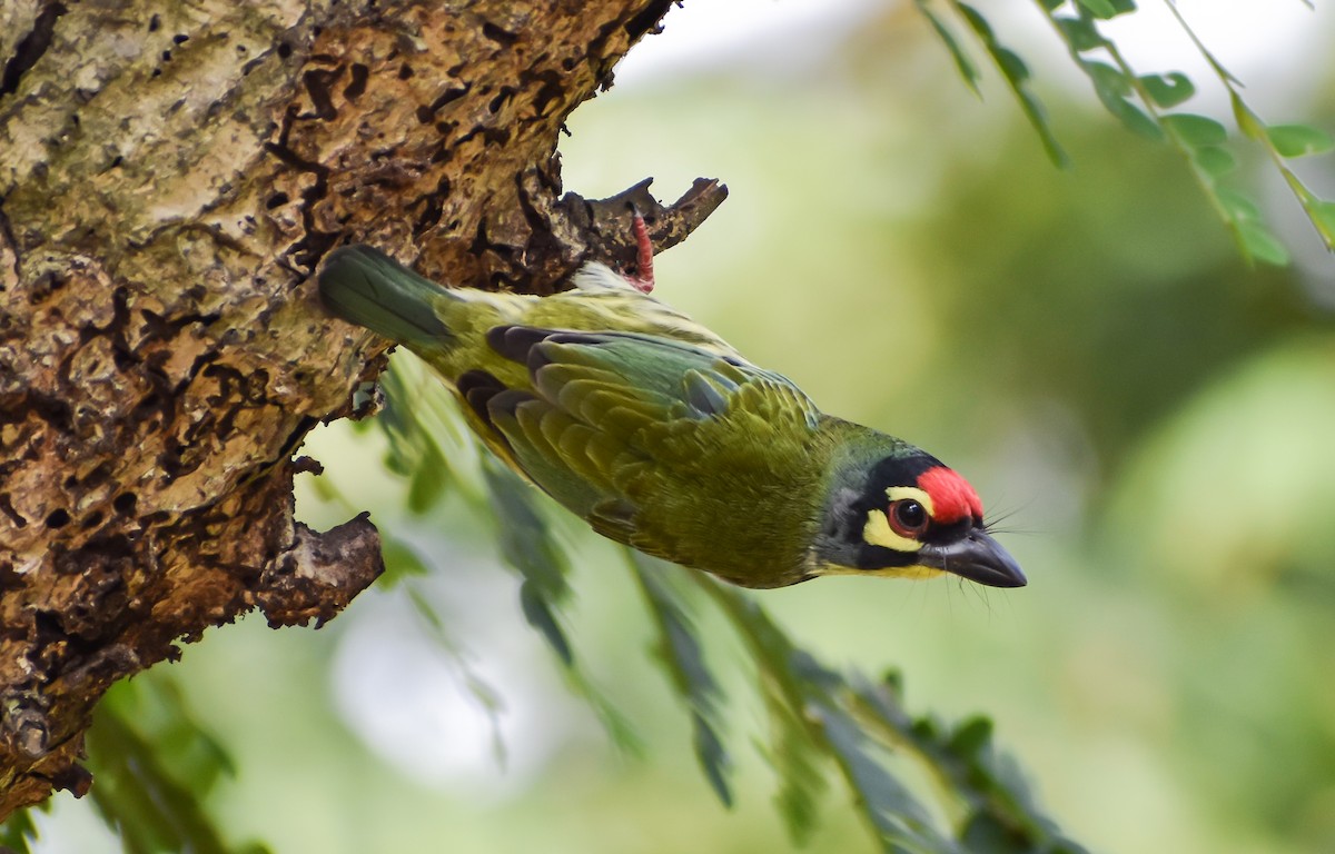 barbet zvučnohlasý - ML278876271