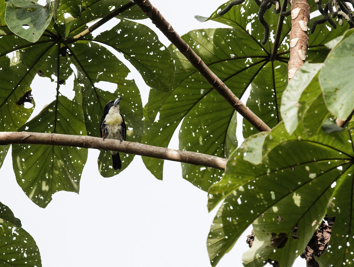 Ak Tepeli Kara Barbet - ML278876331