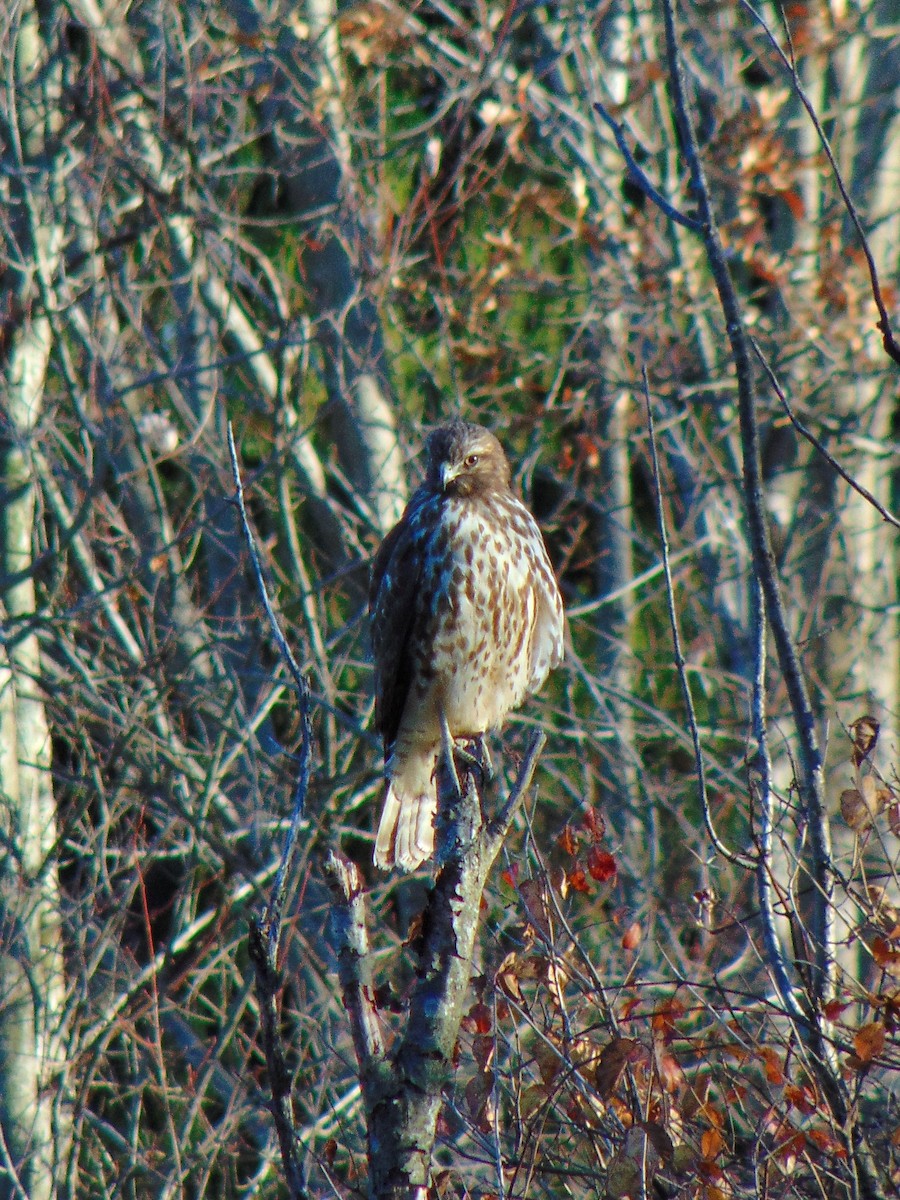 Rotschulterbussard - ML278876621