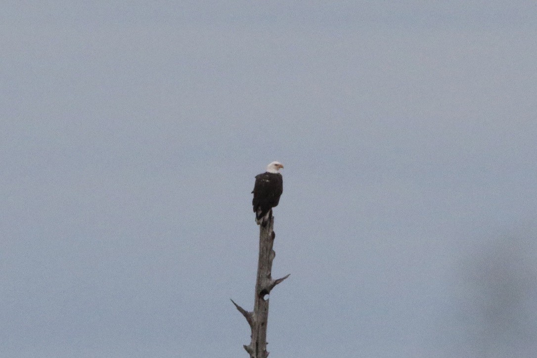 Bald Eagle - ML278877471