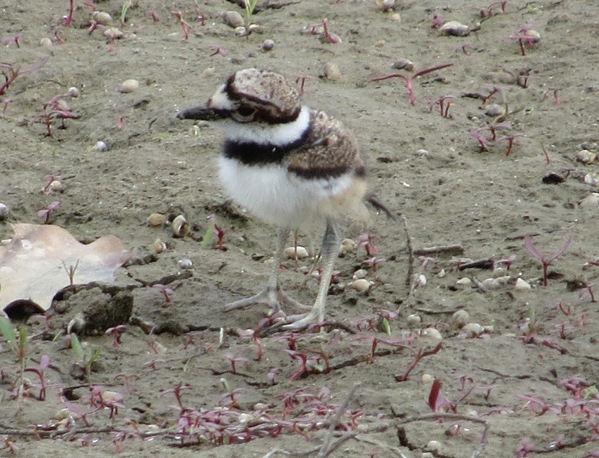 Killdeer - ML27887821