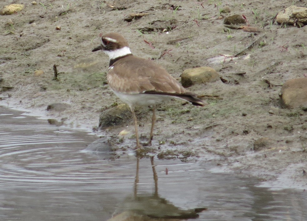 Killdeer - ML27887831