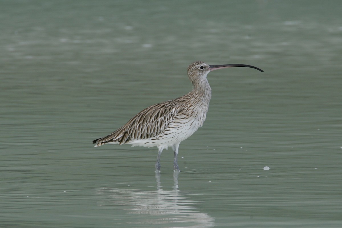 Eurasian Curlew - ML278879971