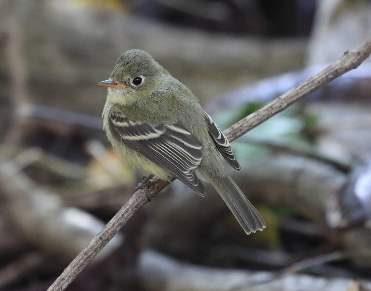 Western Flycatcher (Pacific-slope) - ML278882621