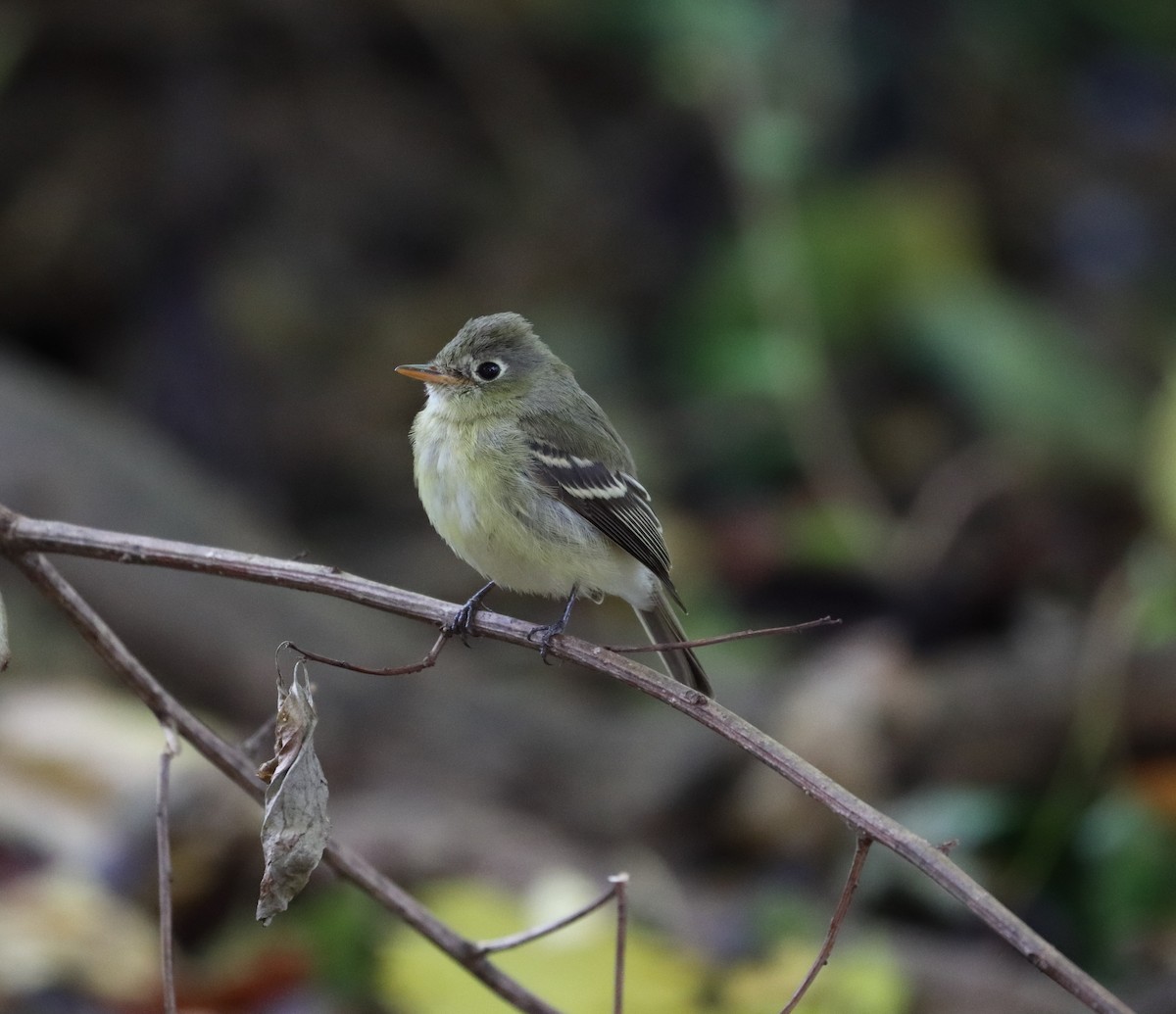 Western Flycatcher (Pacific-slope) - ML278882631