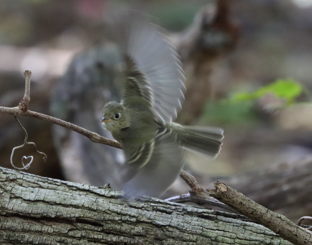 Western Flycatcher (Pacific-slope) - ML278882641