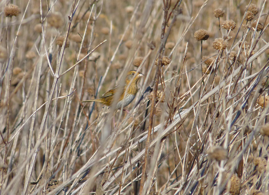 Nelson's Sparrow (Interior) - ML278883301