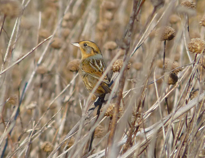 Nelson's Sparrow (Interior) - ML278883311