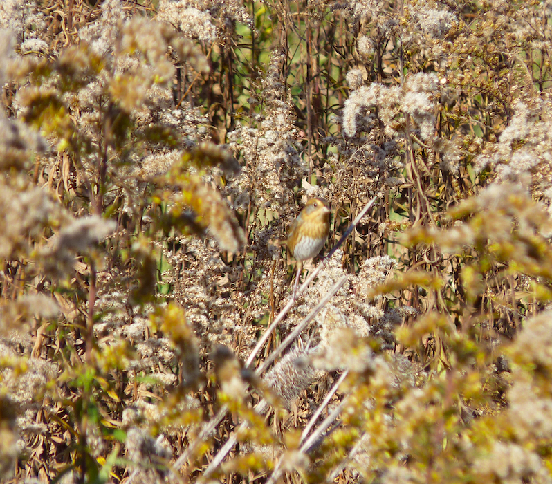 Nelson's Sparrow (Interior) - ML278883321