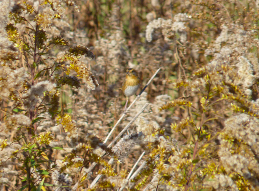 Nelson's Sparrow (Interior) - ML278883331