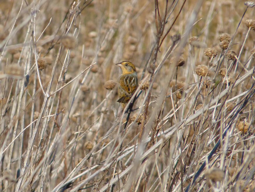 Nelson's Sparrow (Interior) - Paul Heveran