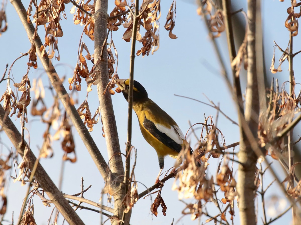 Evening Grosbeak (type 3) - ML278886111