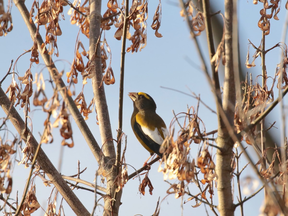 Evening Grosbeak (type 3) - ML278886181