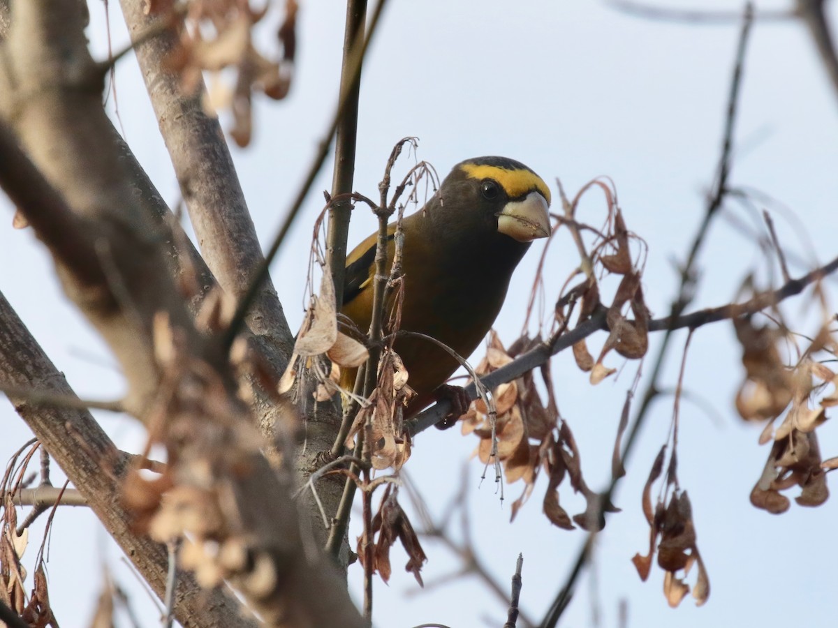 Evening Grosbeak (type 3) - ML278886221