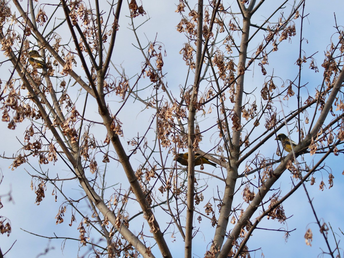 Evening Grosbeak (type 3) - ML278886251