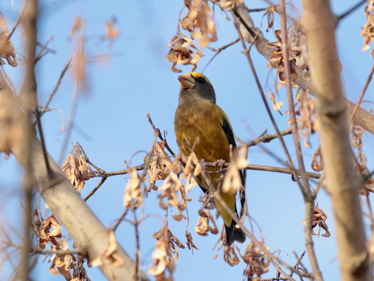 Evening Grosbeak (type 3) - ML278886281
