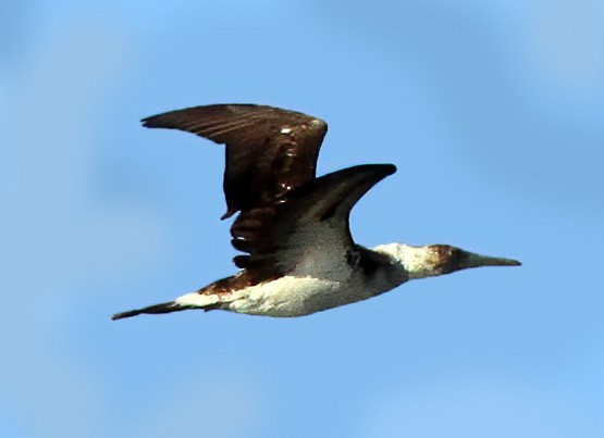Blue-footed Booby - ML278886571