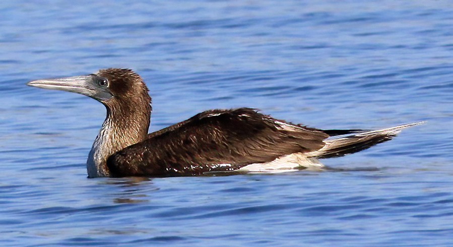 Blue-footed Booby - ML278886581