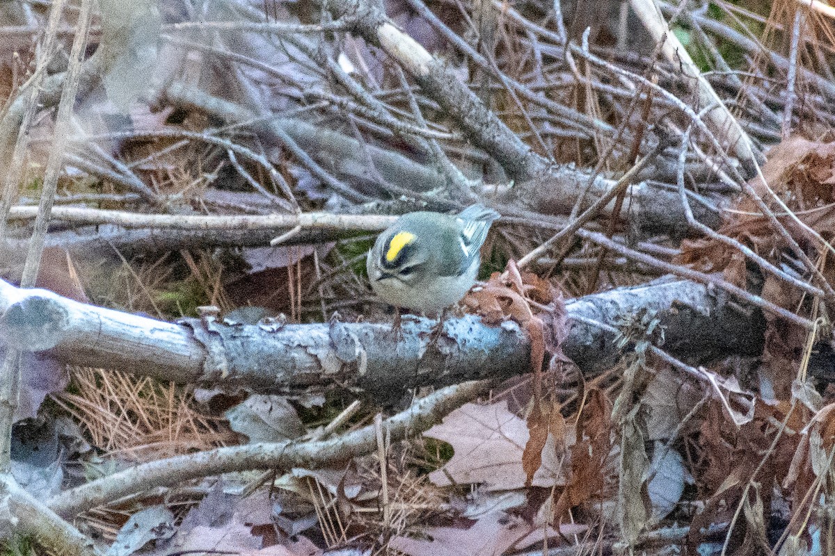 Golden-crowned Kinglet - ML278886681