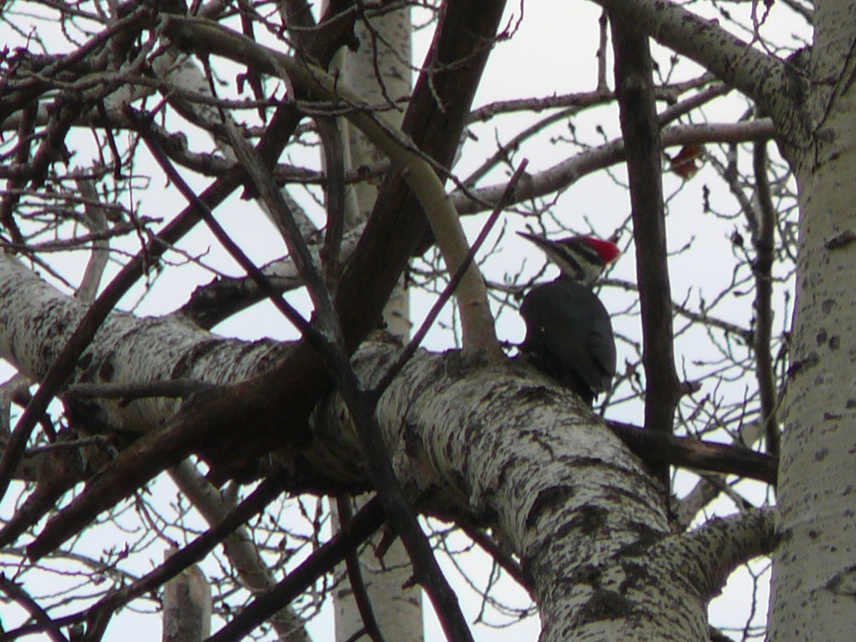 Pileated Woodpecker - ML278886861