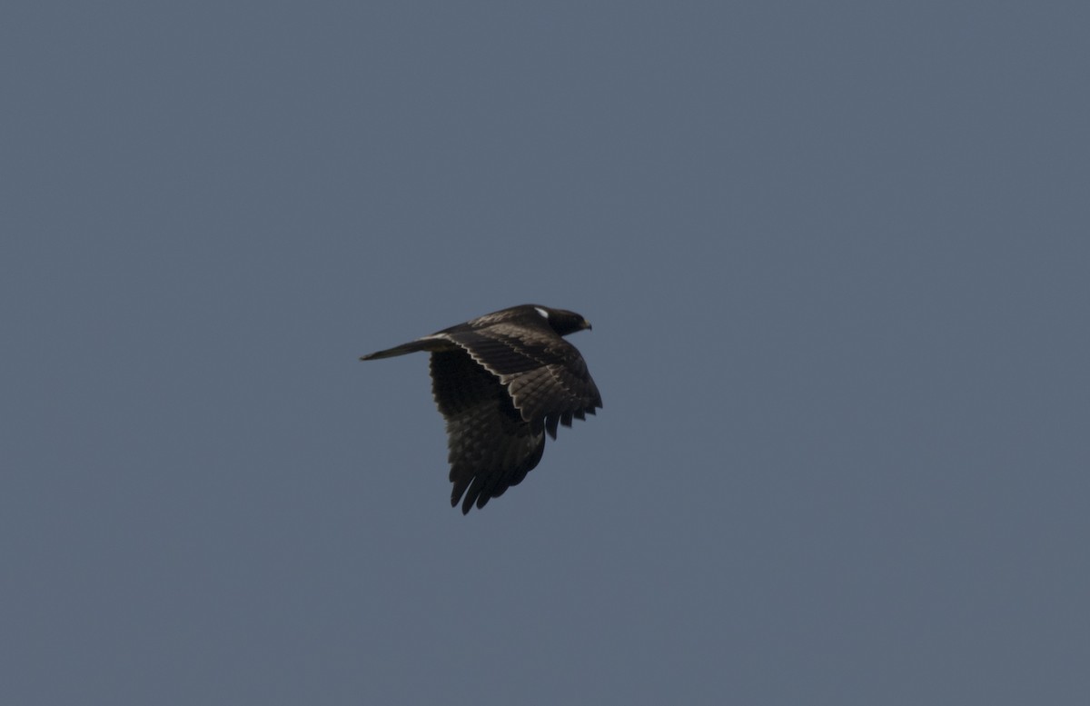 Booted Eagle - Ratul Singha