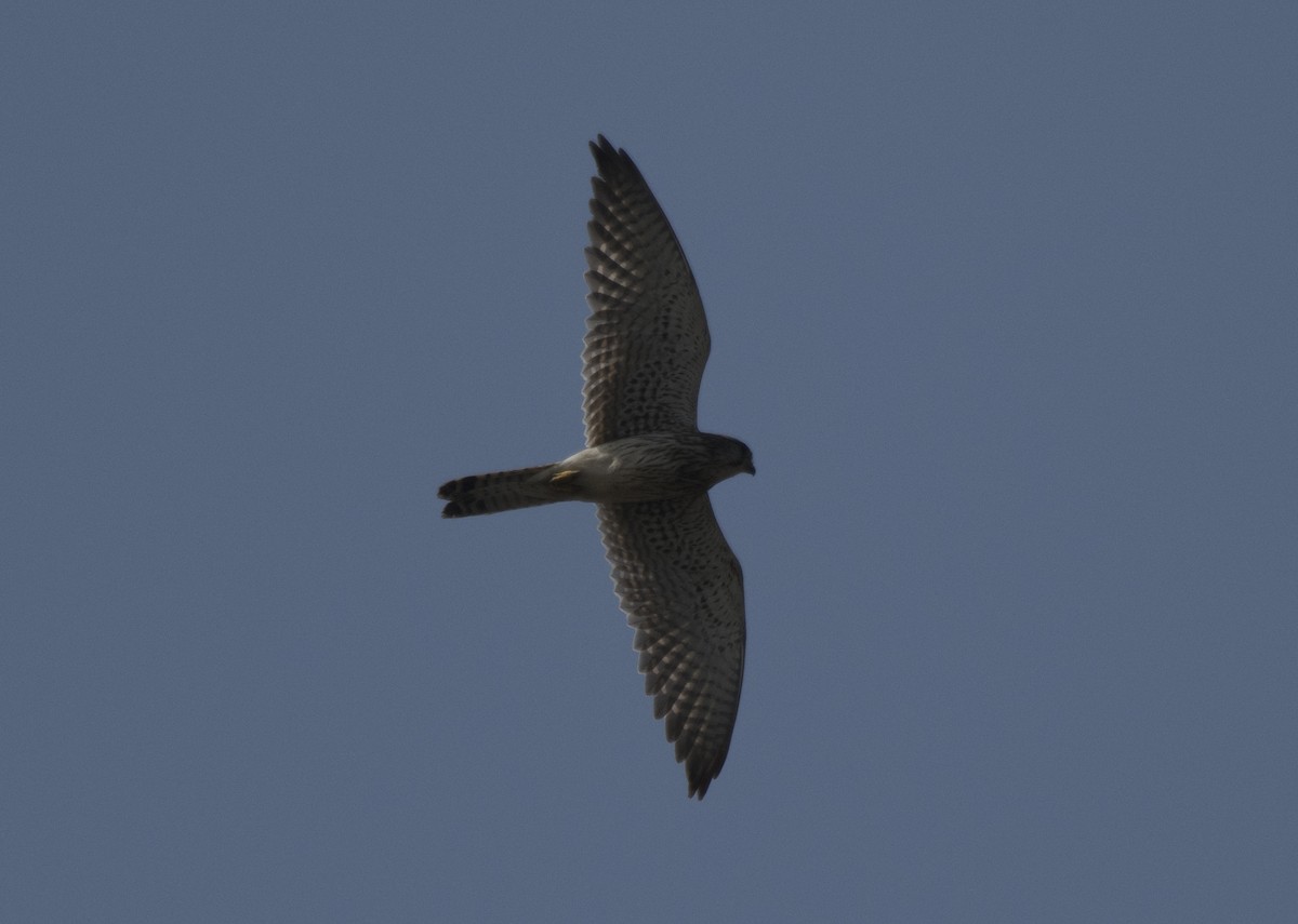 Eurasian Kestrel - Ratul Singha